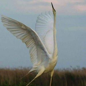 Meet your Posher, Margueritte